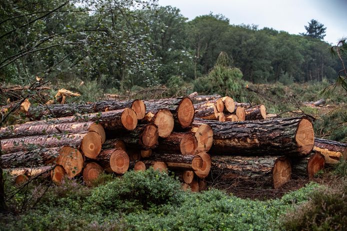 Aankondiging: Boomkapwerkzaamheden / Annonce : Travaux&nbsp;d’abattage